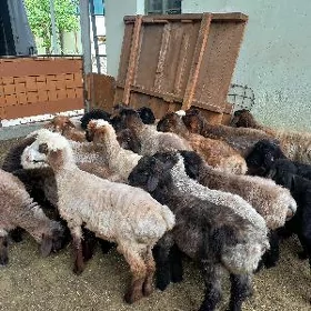 Bakylan İşşekler Tokgullar