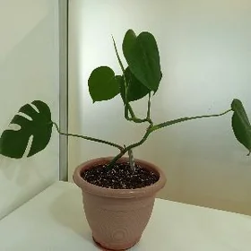 Güller/Комнатные растения