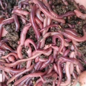 черви черный принц