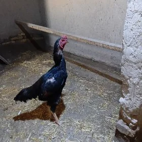 хораз.товук