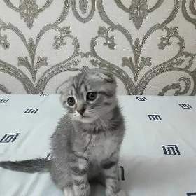 ШОТЛАНДСКИЙ КОТЕНОК 2 МЕСЯЦА