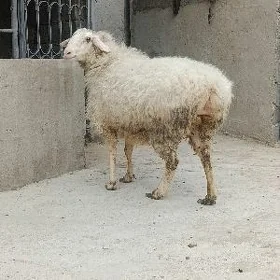 öweç goÿun baklan