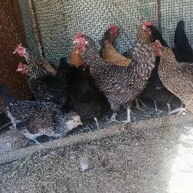 GEGANT BROŶ TOWUKLAR