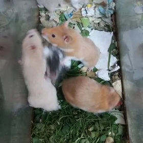 Хомяки öý syçan