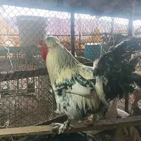 balakly towuk we horaz