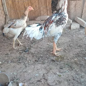 байес юмуртга