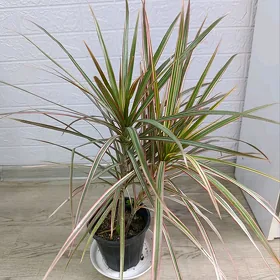 ДРАЦЕНА МАРГИНАТА