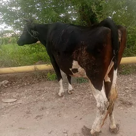 Arassa çorny piýostyr