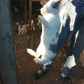 arassa welikan abmen towuk bln