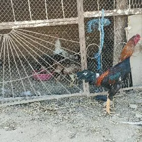 ветнам хораз