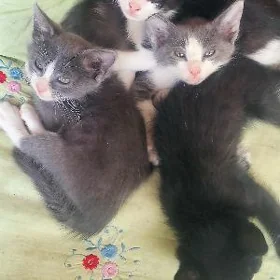 Домашние котята.