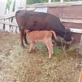 2 sany göleli sygyr