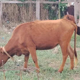 богаз унажын