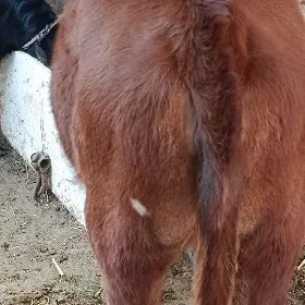 Пародны унажын