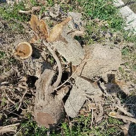 odun töňňeler we agaçlar