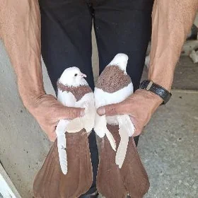 boyny gyzyl abreznoi