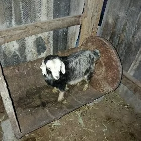 Gysyr dog gechi Ýetim owlak