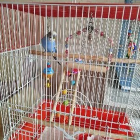 Волнистый попугай