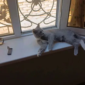 pisik paroda şatlanyski