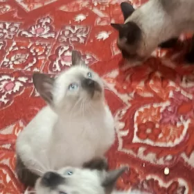Котята Сиамской породы 1.5 мес