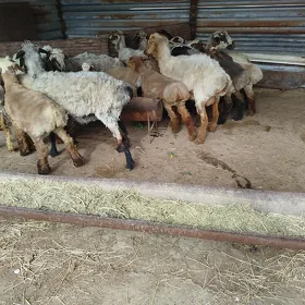 Tokly goyun 10 sanak