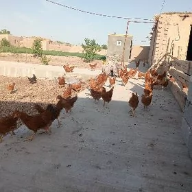 жожа индукда чиккан