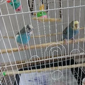 gurleyan gus popugaý