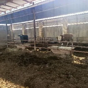 golşteýn sygyrlar simental ökü