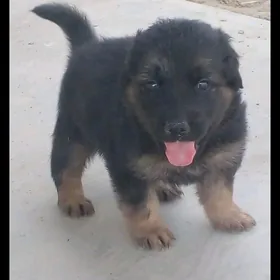 авчарка   немисги