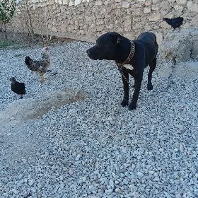 PİTBUL ERKEK