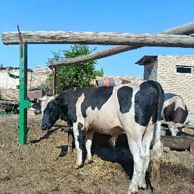 баклык окузлер