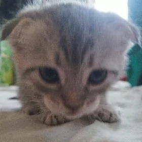 шотландский котёнок