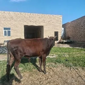 баклык окуз