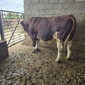 Simental Höwür öküz