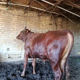 бомба семиз окуз