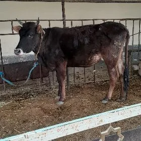 şwes sagylýan sygyr