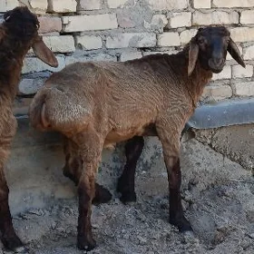 кочкар кузу