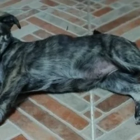 собака, щенок