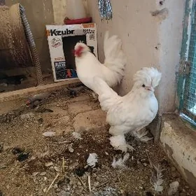 karlik satlyk hemesam