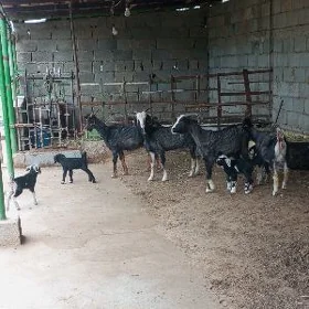 ÝAŞ OWLAKLİ GEÇİLER