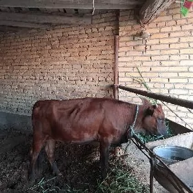 догмадык унажын