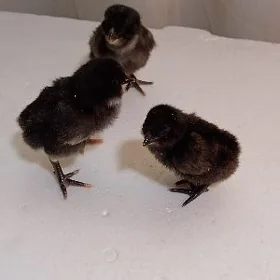 Araykana-lakedanzi mitis jüýje