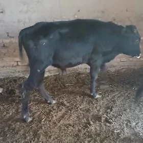 öküz