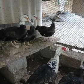 yndy utgaň yumurtgasy