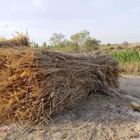 gury gamyş jaý basyrmana bolýa