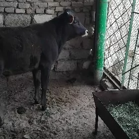 OKÜZ ŞWES TOHUM ARASSA