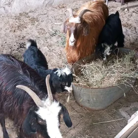 гечи овлаклы