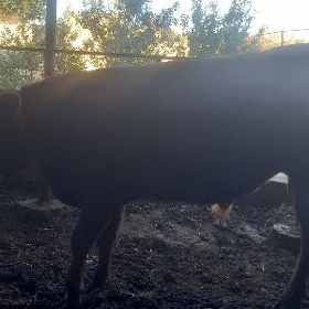 Öküzler ve Unajynlar