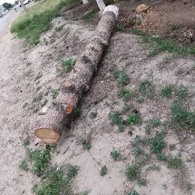 Сосно (arça agajy)