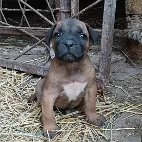 pidbul pitbul